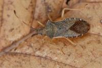 Gonocerus acuteangulatus