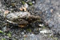 Heterogaster urticae