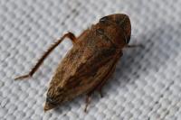 Aphrodes makarovi