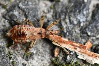 Himacerus apterus