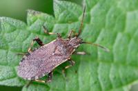 Ceraleptus gracilicornis