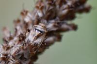 Lygus rugulipennis