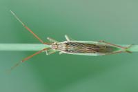 Stenodema calcarata