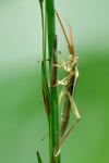 Stenodema calcarata