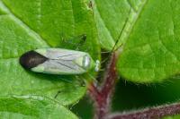 Adelphocoris quadripunctatus