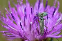 Oncotylus viridiflavus