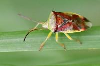 Elasmostethus interstinctus