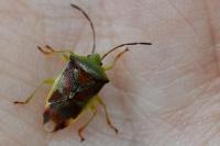 Elasmostethus interstinctus