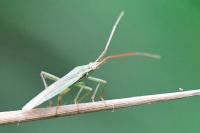 Stenodema calcarata