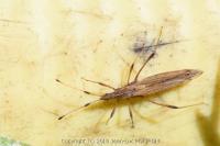 Berytinus minor
