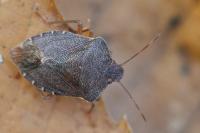 Palomena prasina