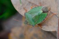 Palomena prasina