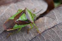 Acanthosoma haemorrhoidale