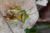 Elasmostethus interstinctus