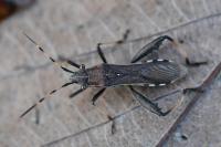 Camptopus lateralis