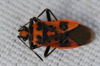 Corizus hyoscyami