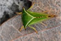 Stictocephala alta