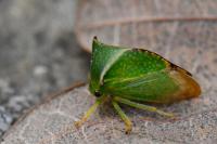 Stictocephala alta