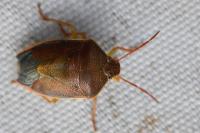 Piezodorus lituratus