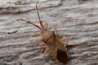 Gonocerus acuteangulatus