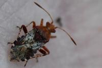 Rhopalus subrufus
