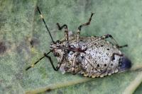 Troilus luridus