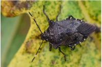 Troilus luridus