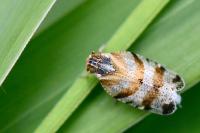 Tachycixius venustulus