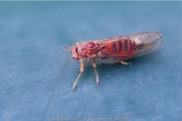 Cacopsylla