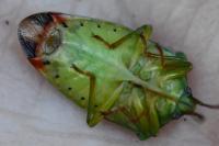 Elasmostethus interstinctus