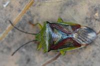 Elasmostethus interstinctus