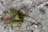 Acanthosoma haemorrhoidale