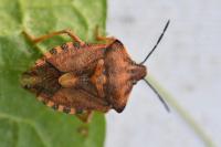 Carpocoris purpureipennis