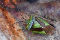 Acanthosoma haemorrhoidale