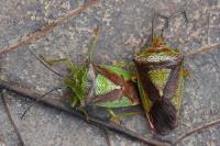 Acanthosoma haemorrhoidale