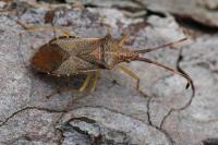 Gonocerus acuteangulatus