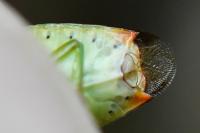 Elasmostethus interstinctus