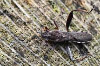 Camptopus lateralis