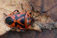 Eurydema ornata