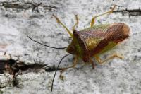 Acanthosoma haemorrhoidale