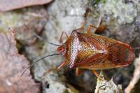 Acanthosoma haemorrhoidale