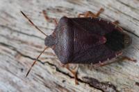 Palomena prasina