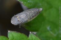 Conosanus obsoletus