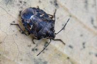Holcogaster fibulata