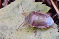 Piezodorus lituratus