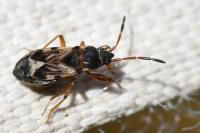 Scolopostethus affinis