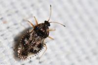 Dictyla humuli