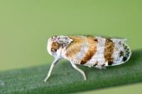 Tachycixius venustulus