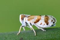 Tachycixius venustulus
