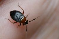 Capsus ater